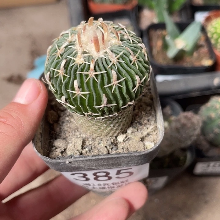 385仙人球开花植物