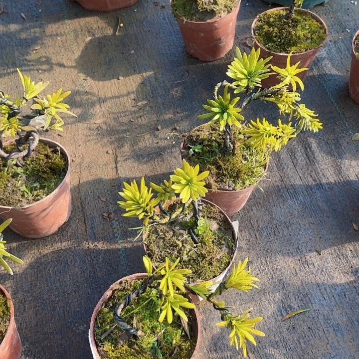 无花朵简*点罗汉松鲜花绿植