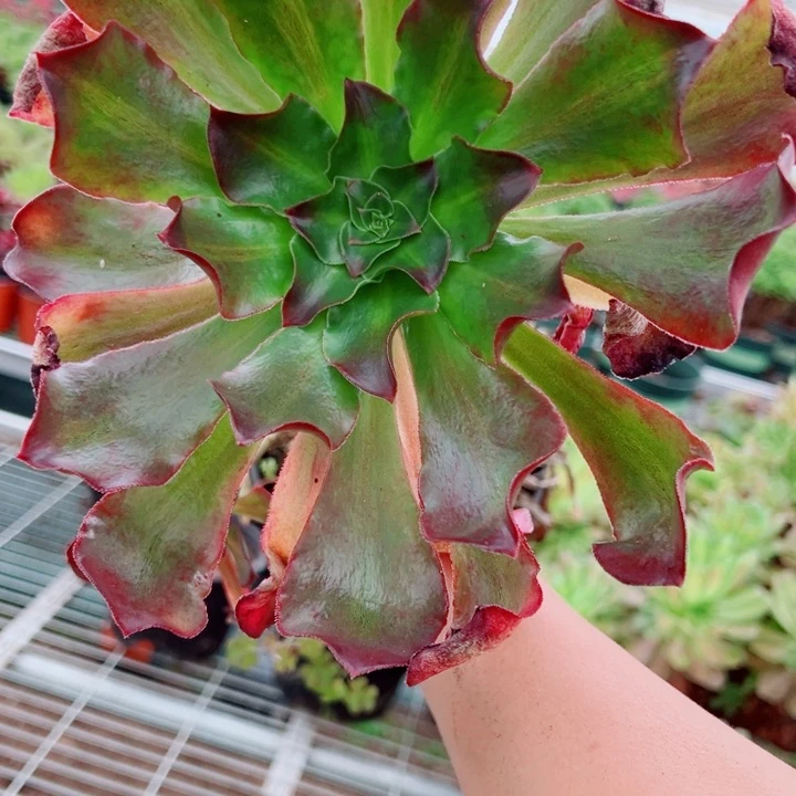 魅影中班单头多肉法师