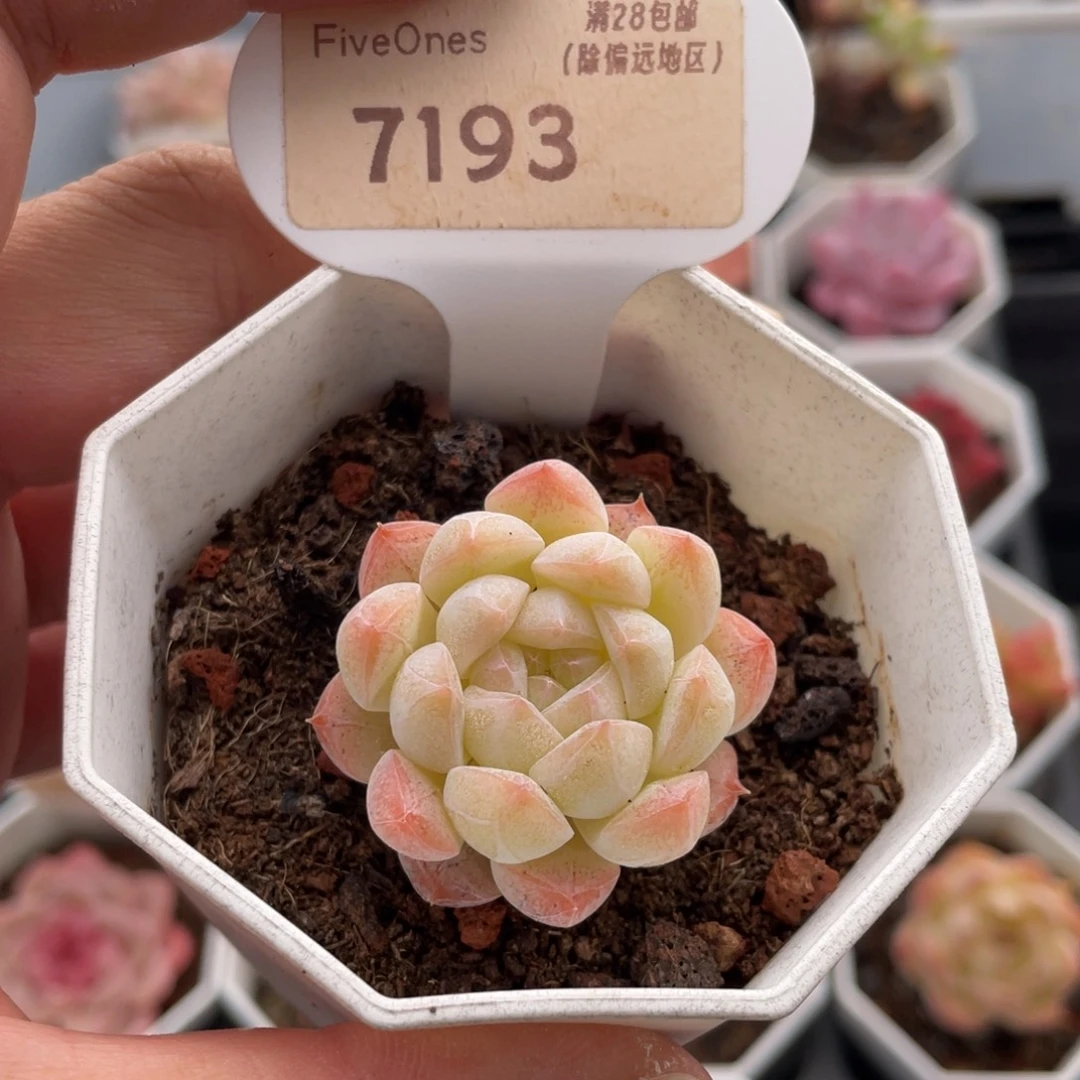 白桃汽水7193-4厘米