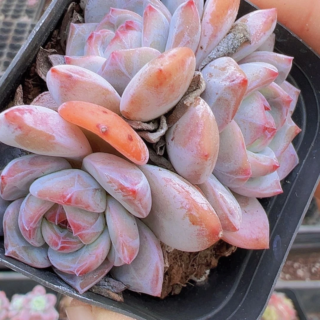糖心石榴籽群19包邮