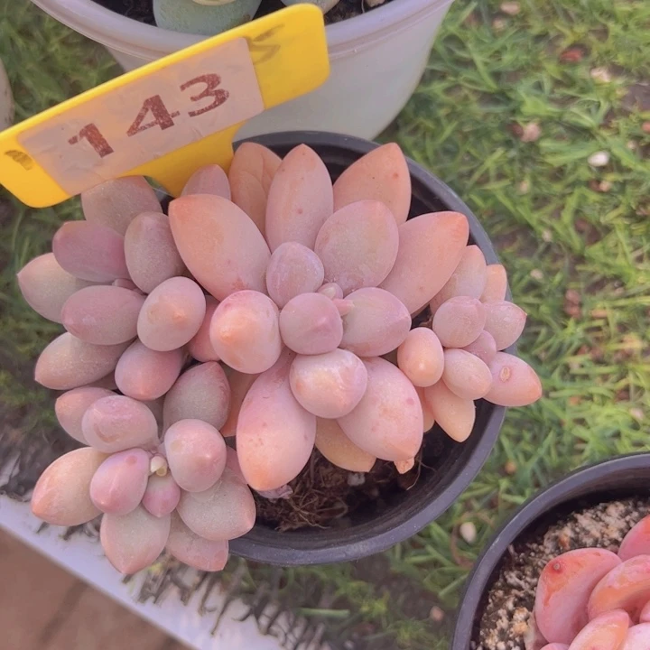 健健康康平平安安