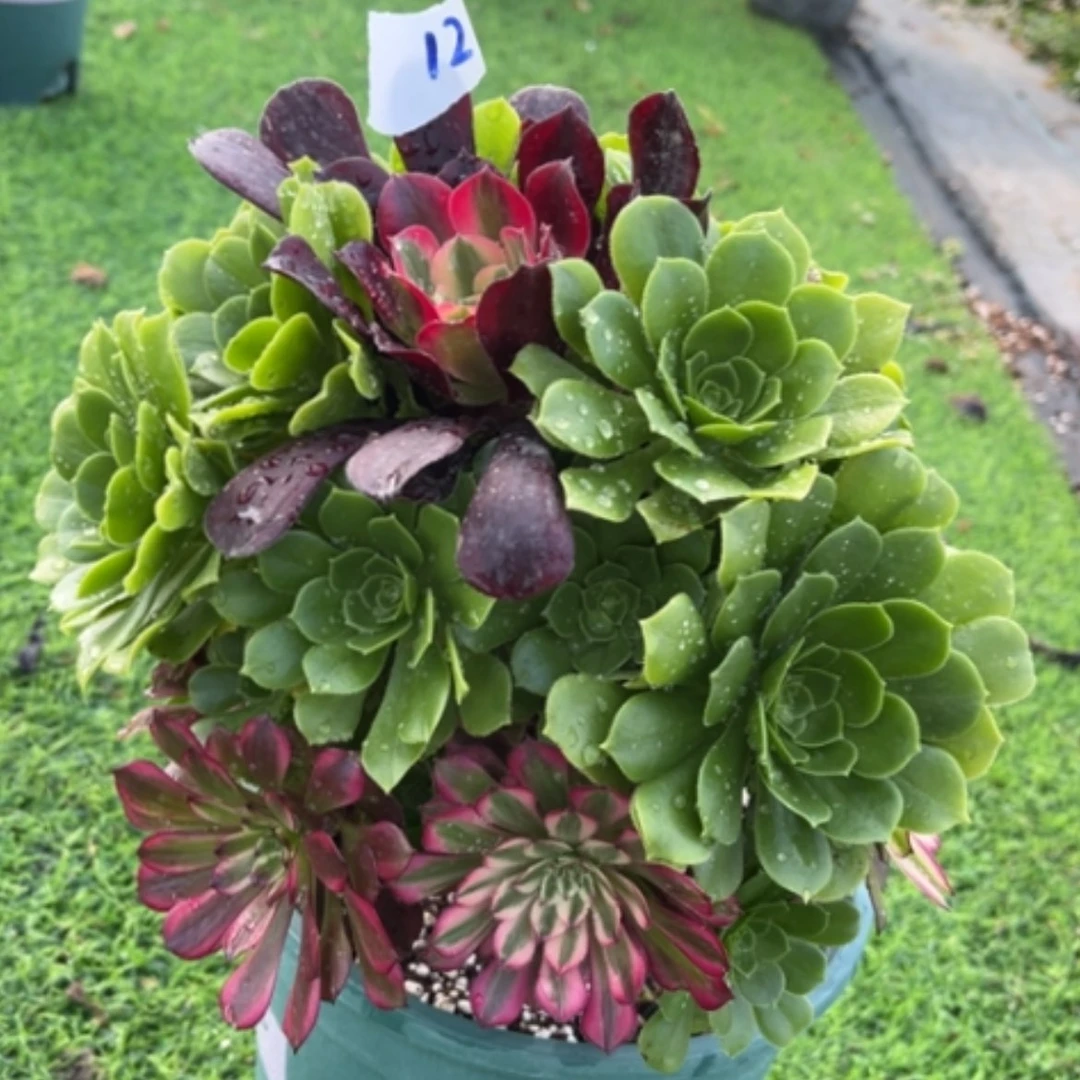 【闪购商品】12嫁接多肉法师