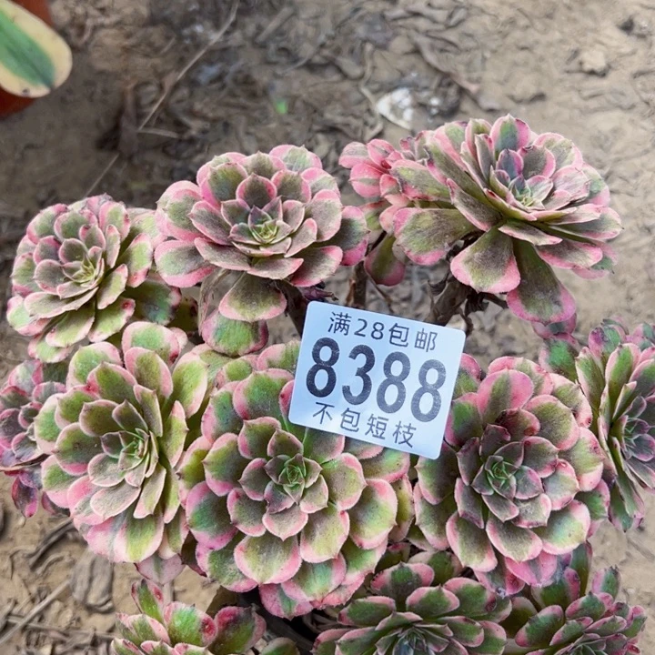 8388霁月多肉植物法师