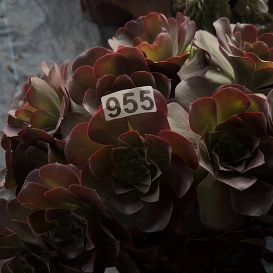 瑞***多肉植物一个美金