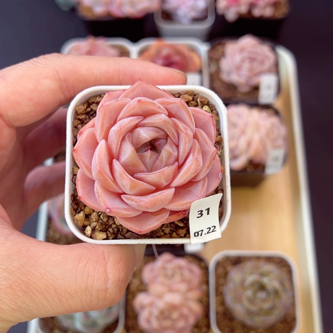 樱落31、哈哈哈哈哈