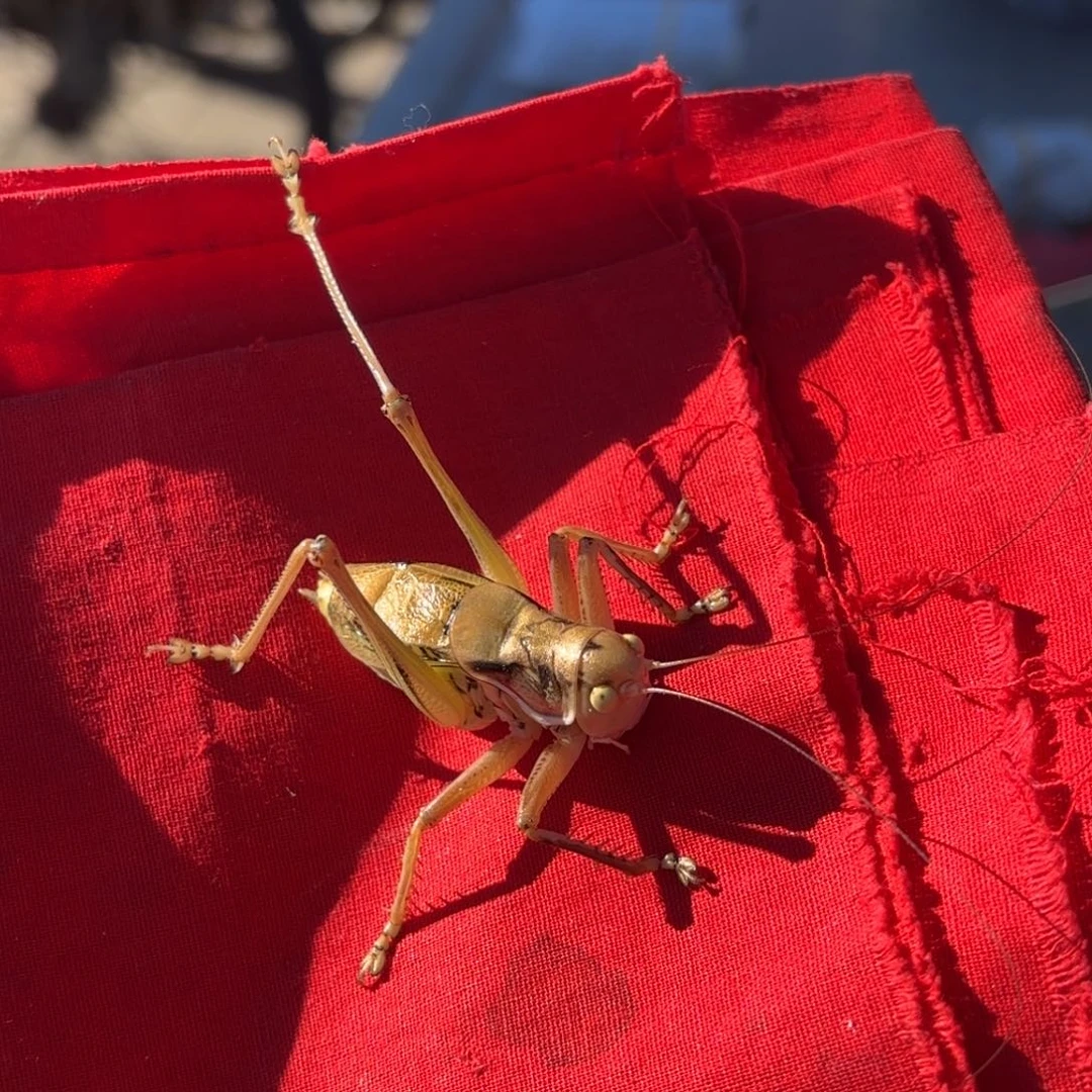 褪***！蝈蝈蝈蝈福福价格