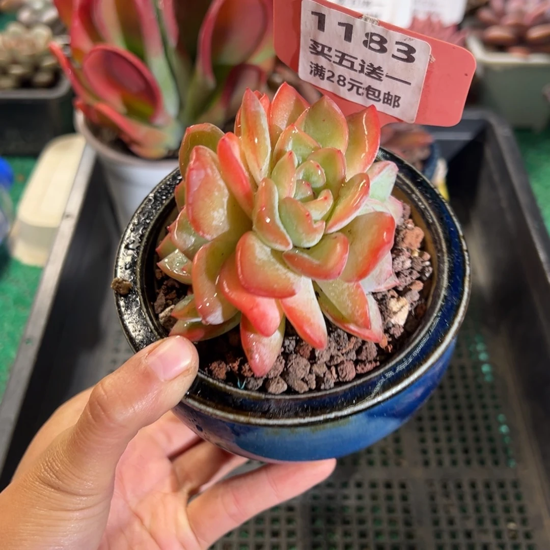 表妹精品多肉植物1183.