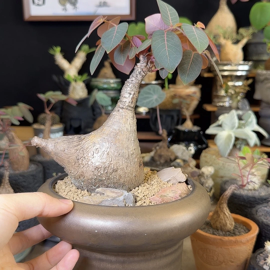 一物一拍奇异油柑