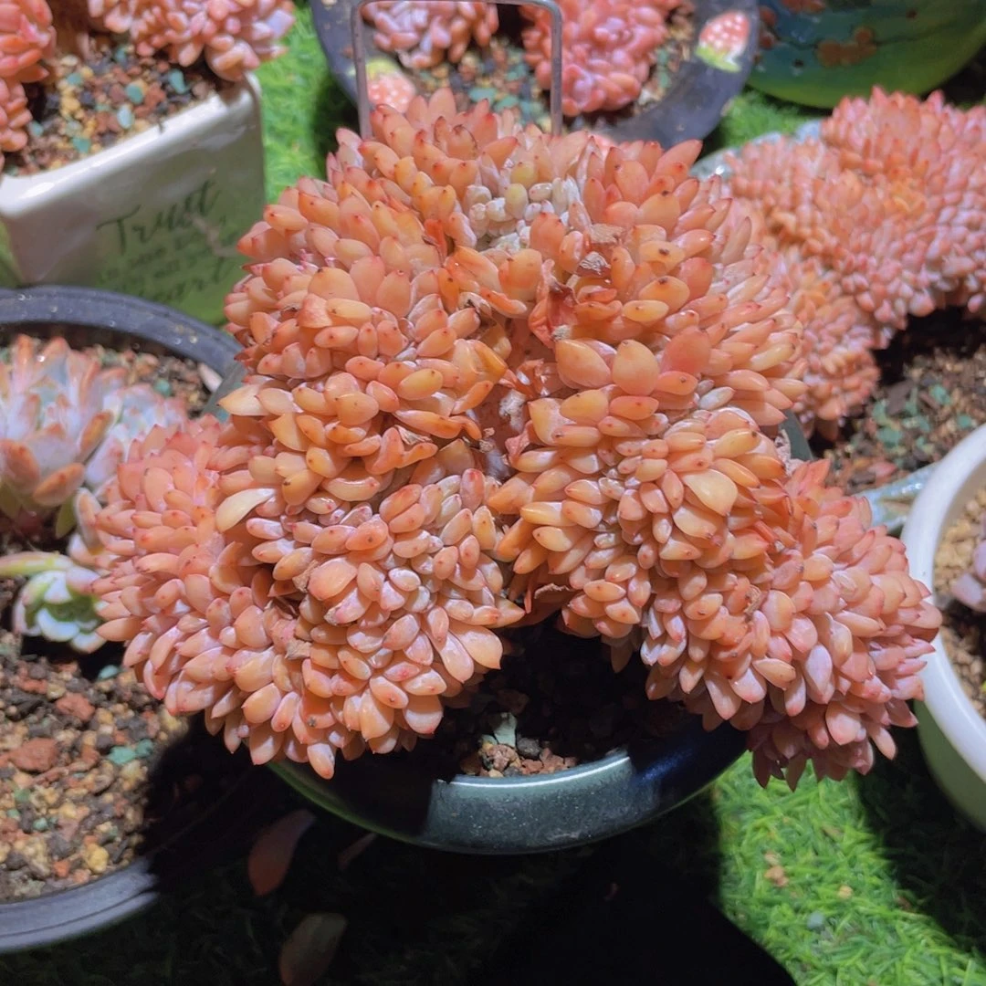 灿灿 橙子缀化大盘龙