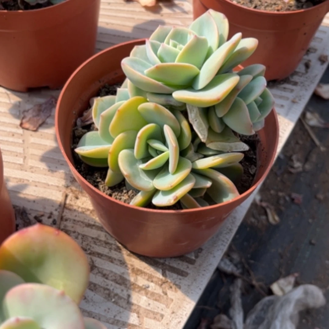 【闪购商品】燕*向凤