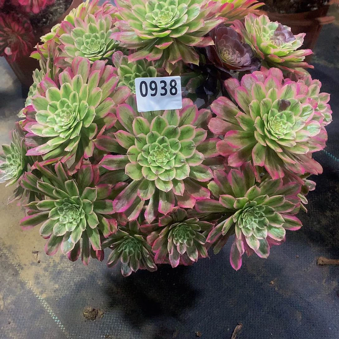 记*?多肉糖衣炮弹.0938.000