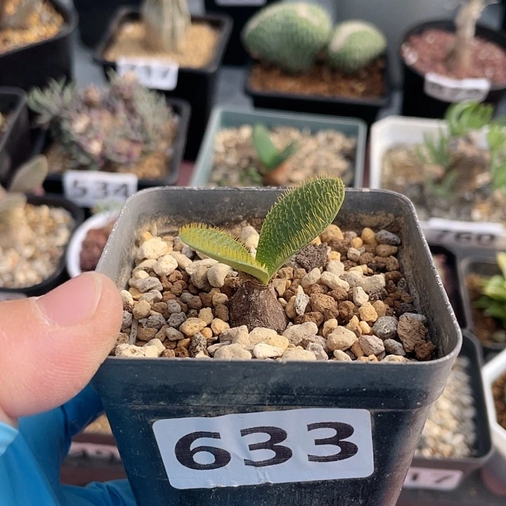 633产地大型刺叶灯台百合