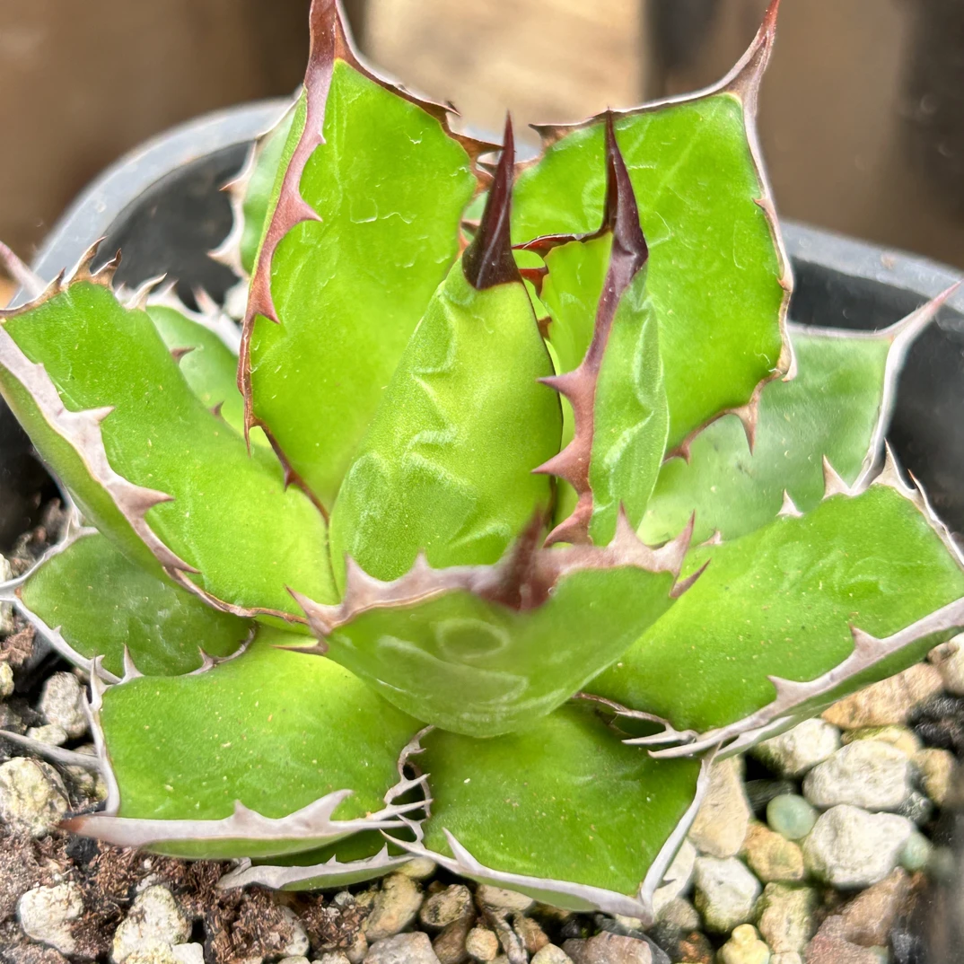 霍利达 龙舌兰 绿叶多肉