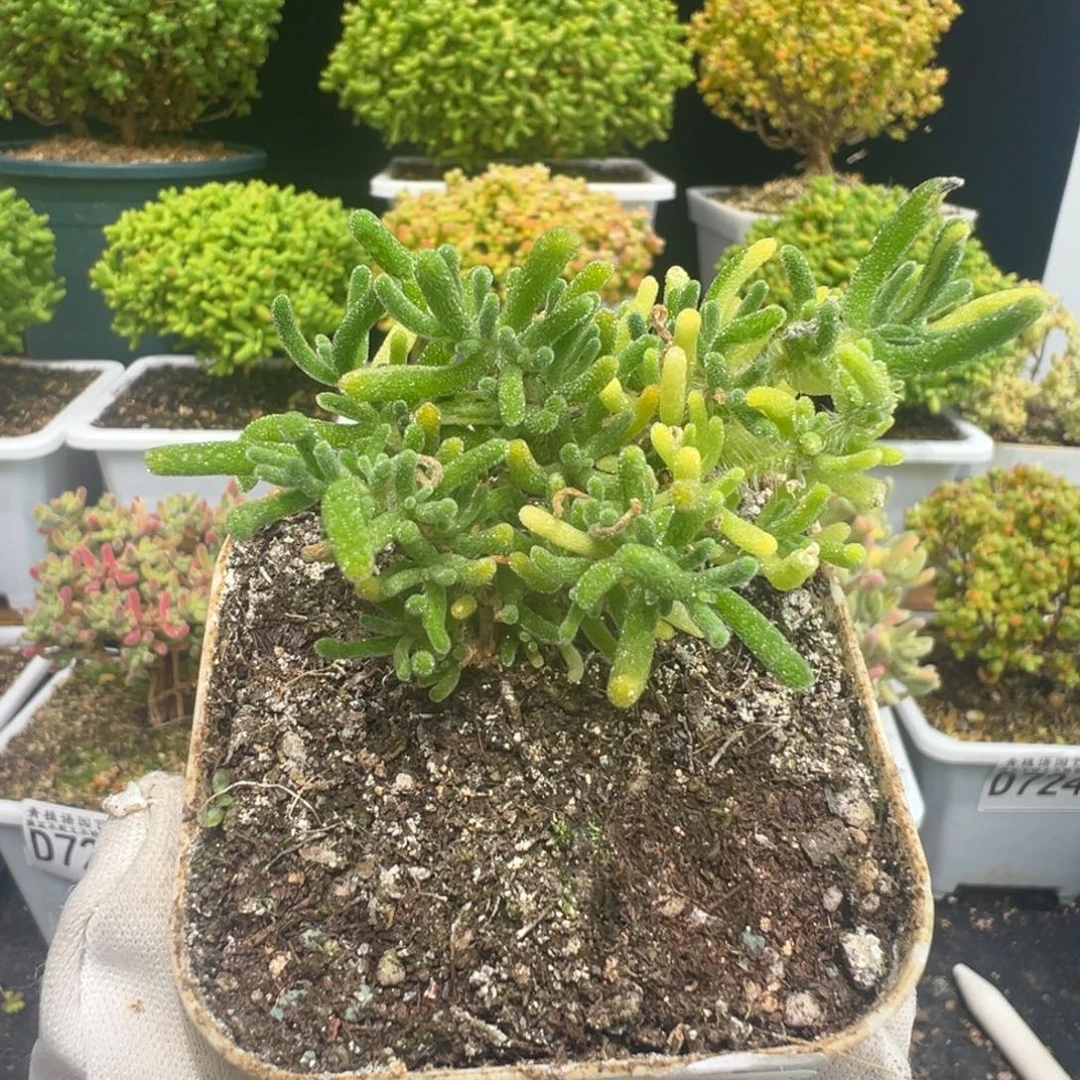 D7295荧光兔阴阳锦需凑单拍