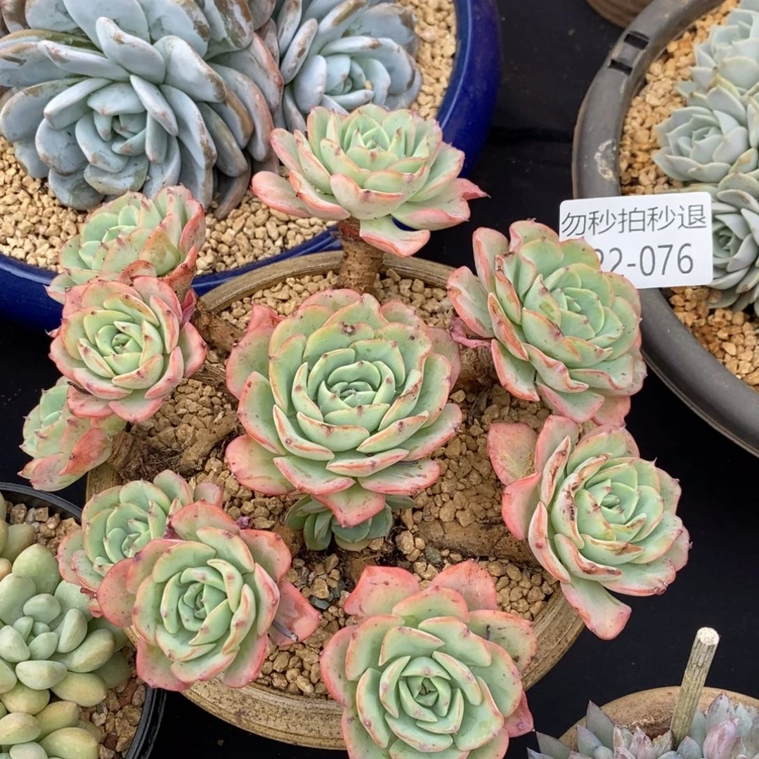 勿秒拍秒退 922-76奶油黄桃