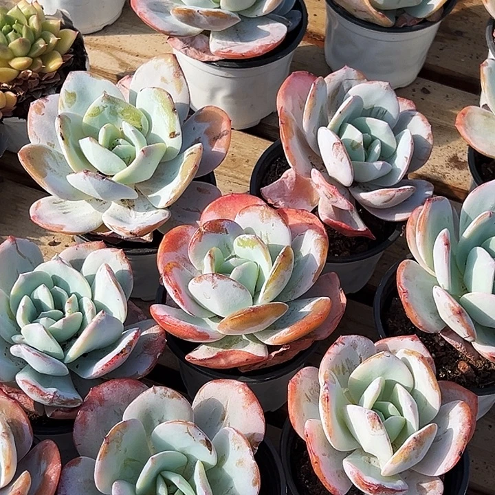 奶茶           福利多多