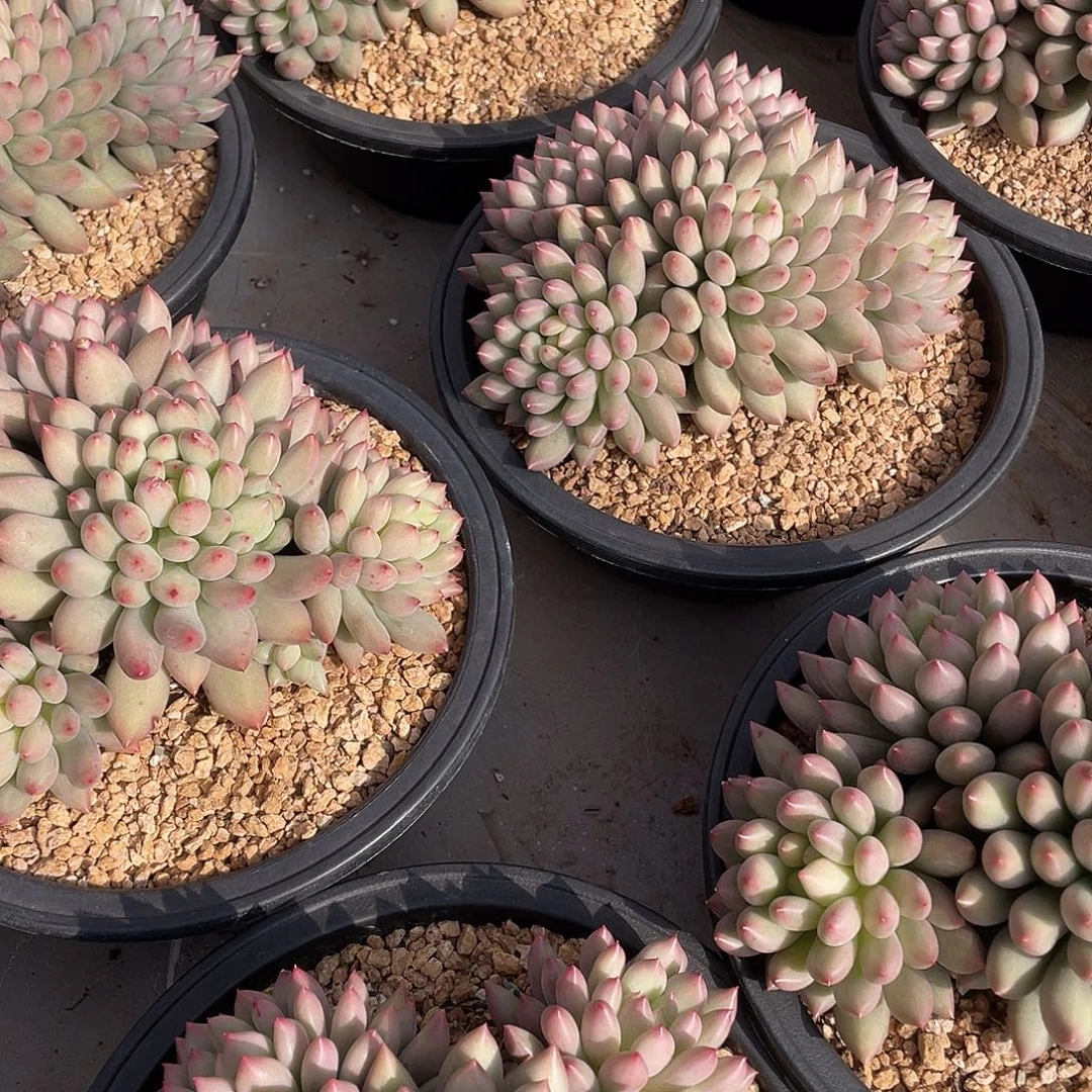 岩字多肉精控群生18厘米可挑