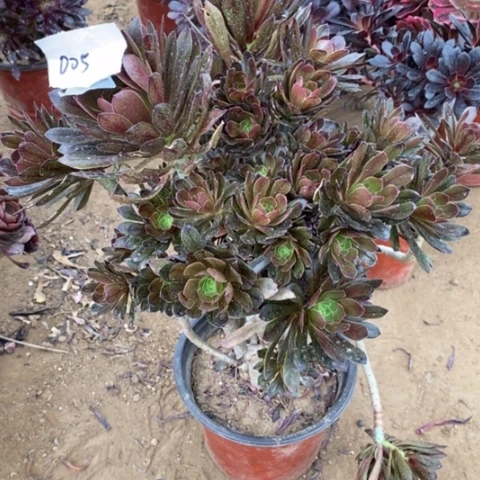 砍过的灰法师一物一拍