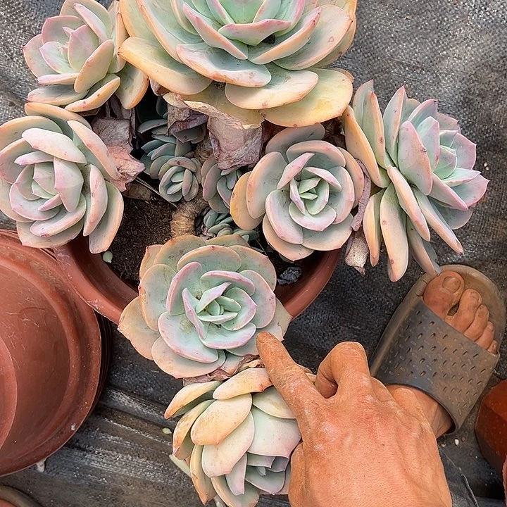 玫*白凤25多肉葡萄精品