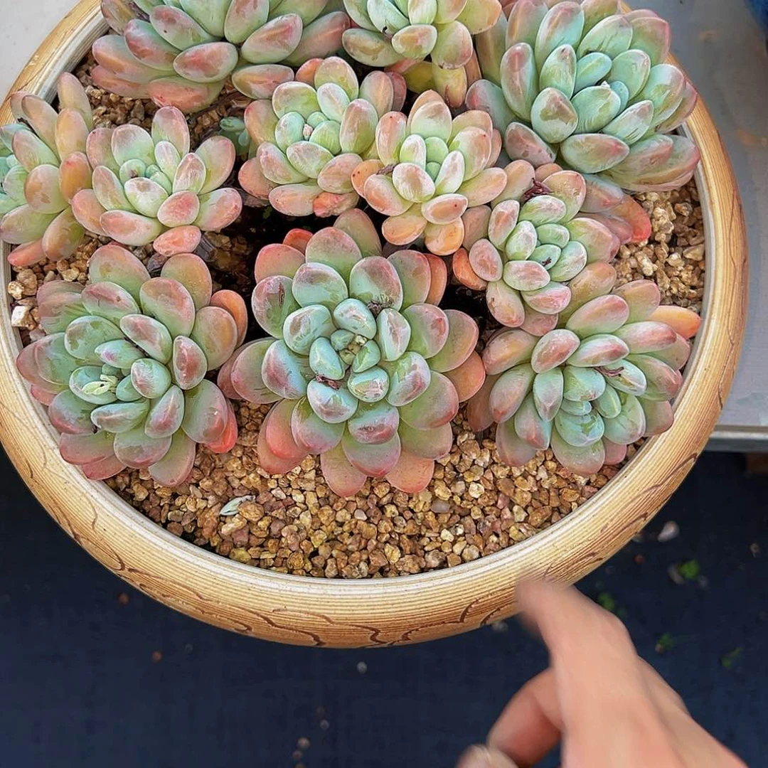 小*丁香玉香玉香玉香玉