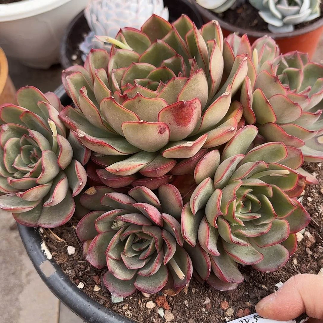 翕***嘻同温层多肉冰红茶216