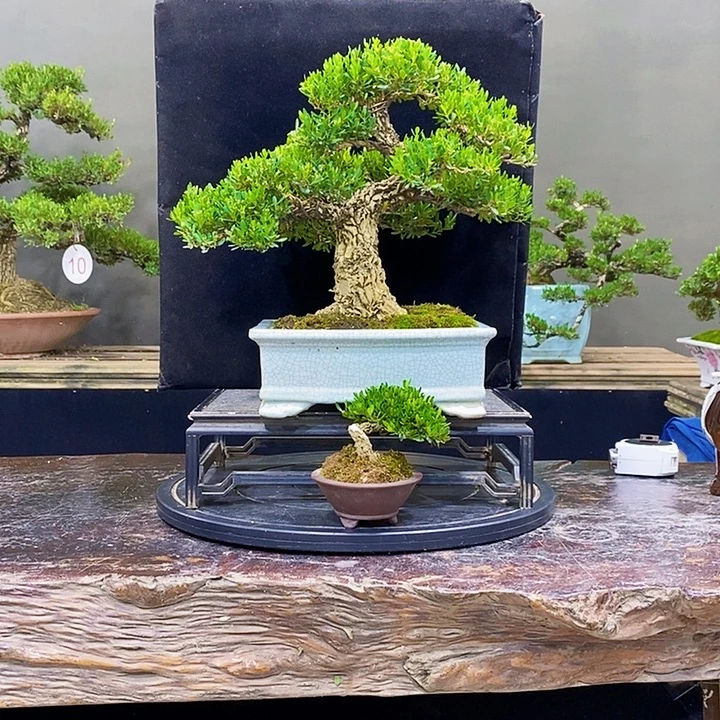 无花朵M黄杨盆景四季常青