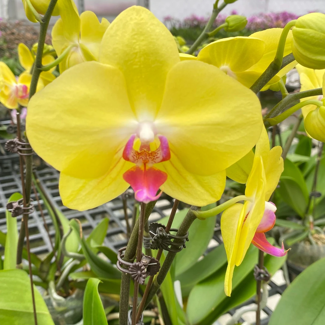 （悦顺优品）蝴蝶兰 富乐（一单花后苗全场任意两单包邮发货）