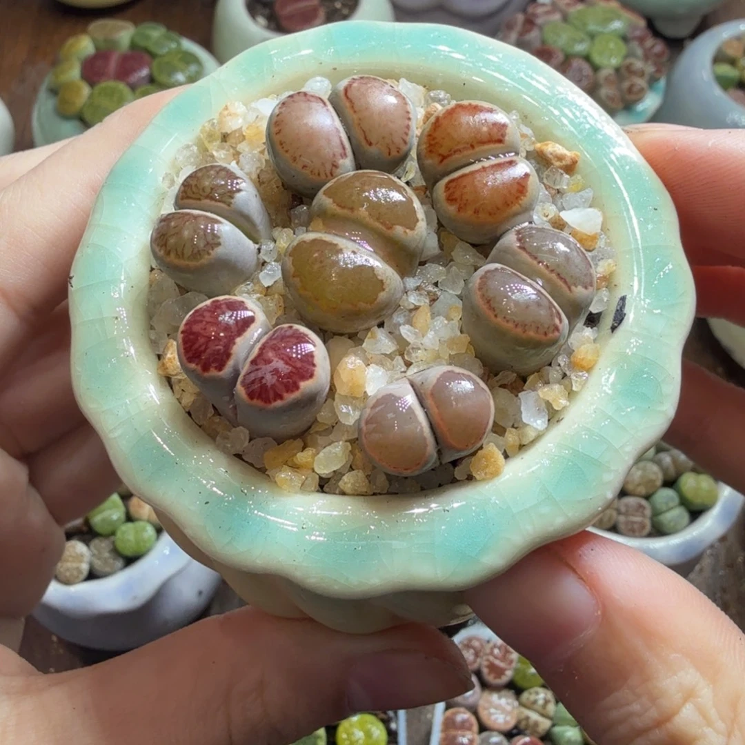 多肉葡萄的季节性好716