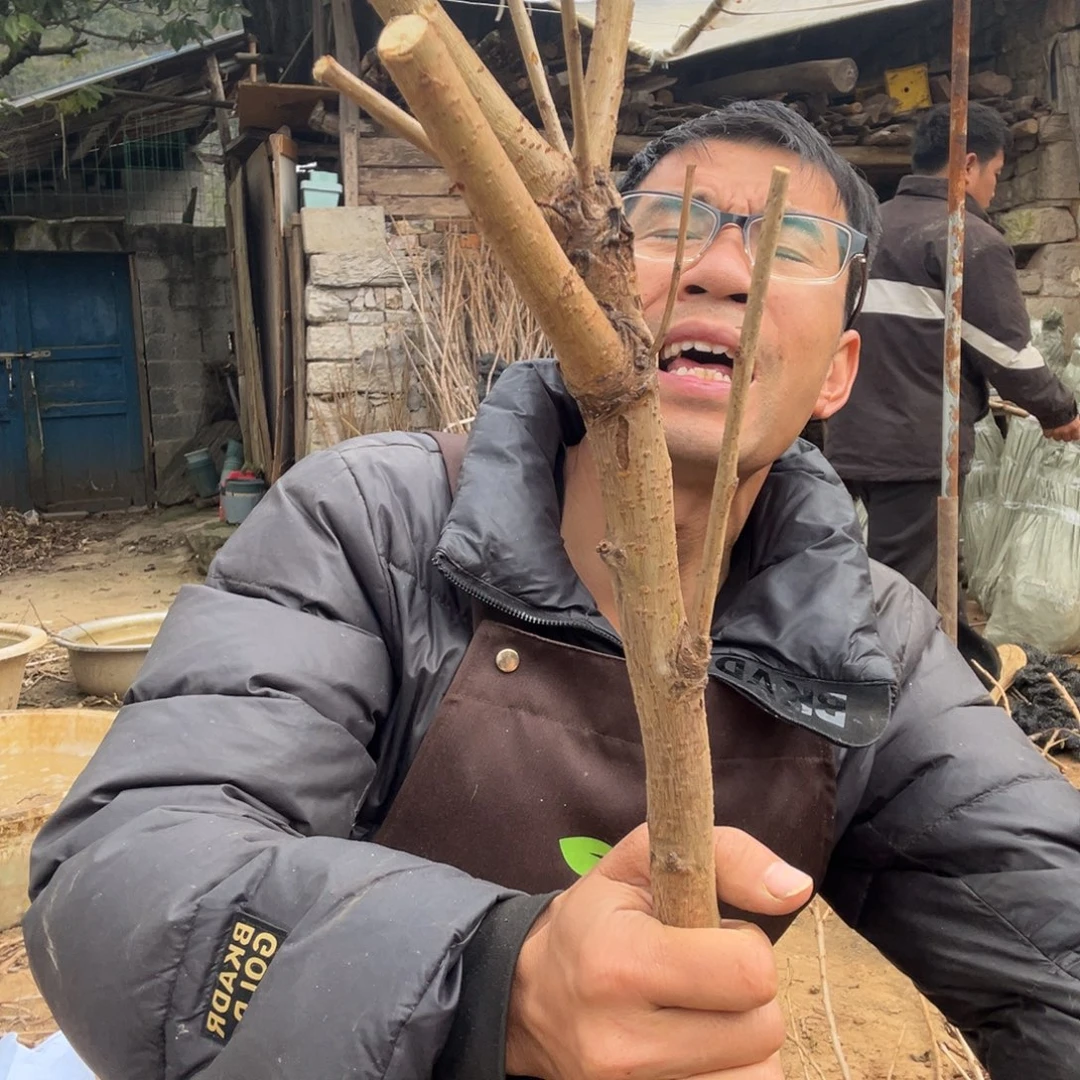 当前无花栽培后可以开花30