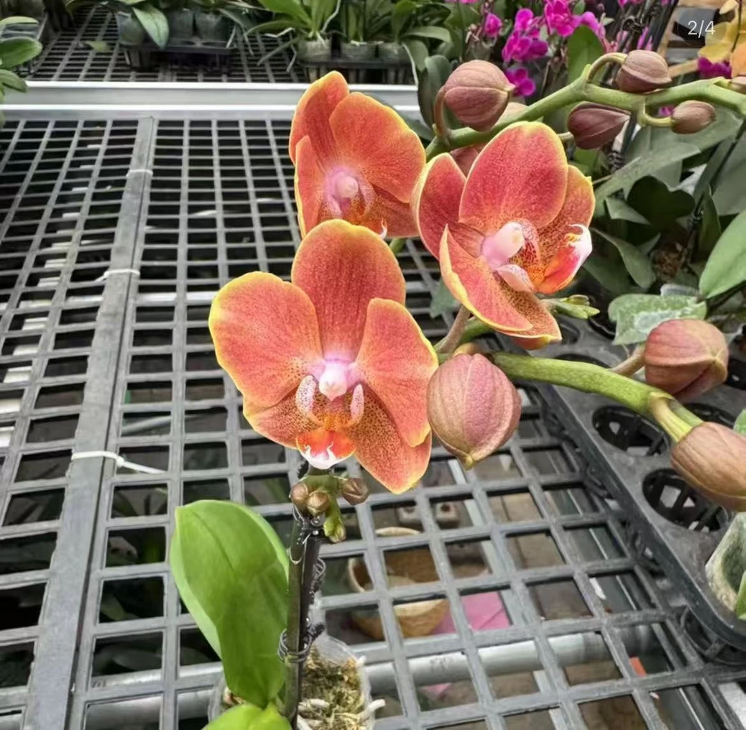 花悦里【埃特纳】室内花花 好养耐开 广州花卉源头基地