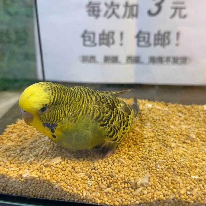 虎皮鹦鹉大头虎皮鹦鹉