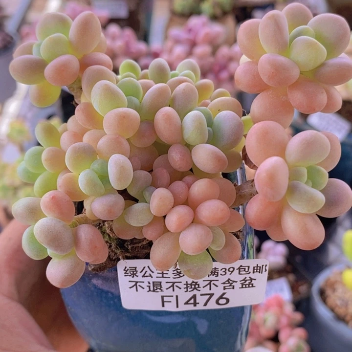 鱼子酱7cm476多肉