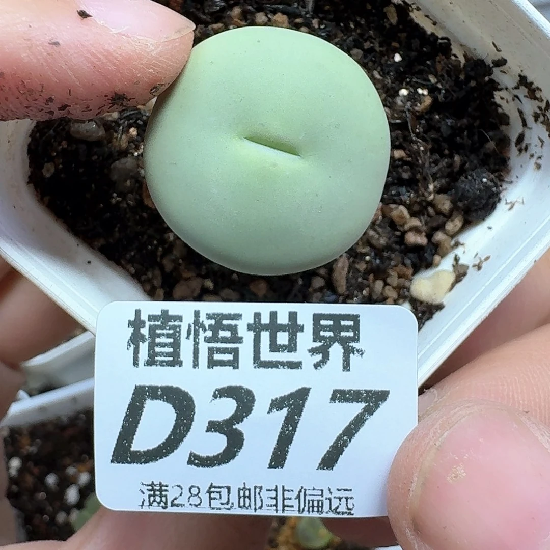 多肉植物的润泽法国
