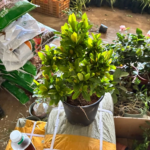 老树头龙船花/10年老桩/四季开花爆花机器/原盆原土发货到家泡水