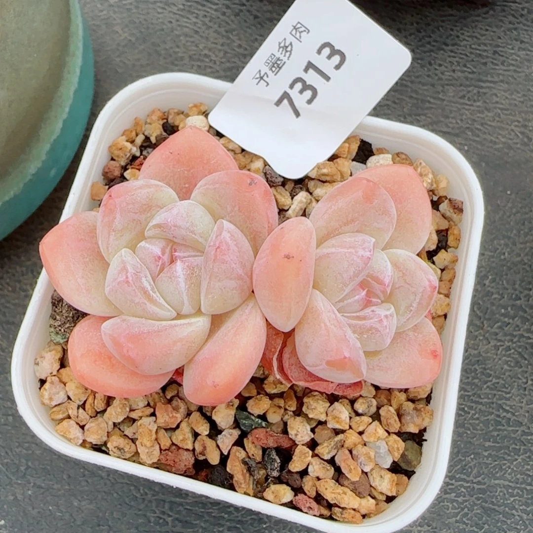 糖心冰玉，7313多肉植物