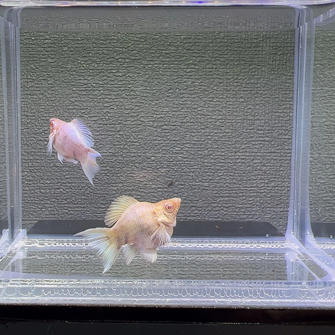 孔雀鱼金虎，玛丽，