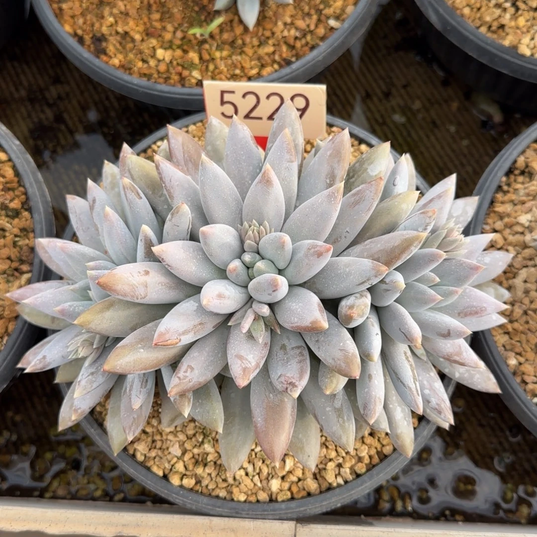 5229。      胖彩体哥特三头多肉