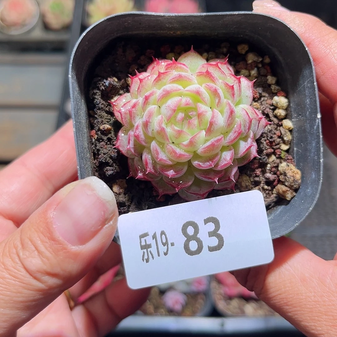 木乐19-83女王单头