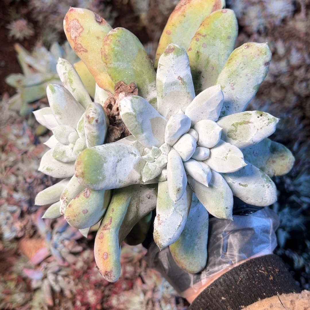 6626哈哈哈哈哈哈哈哈