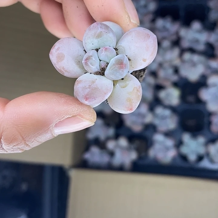 5元5颗随机发满18包邮