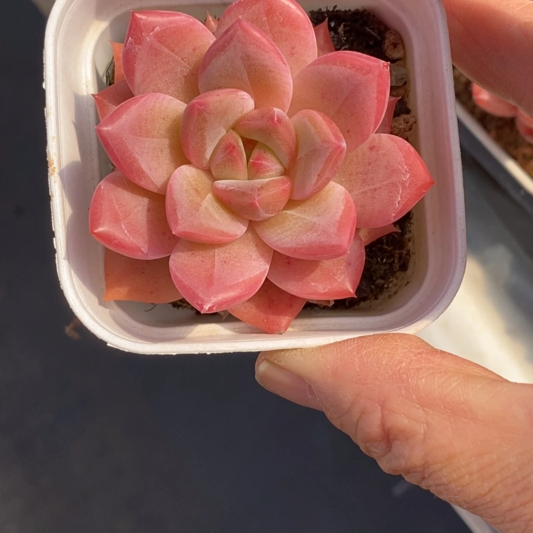 精品多肉一物一拍不包整360