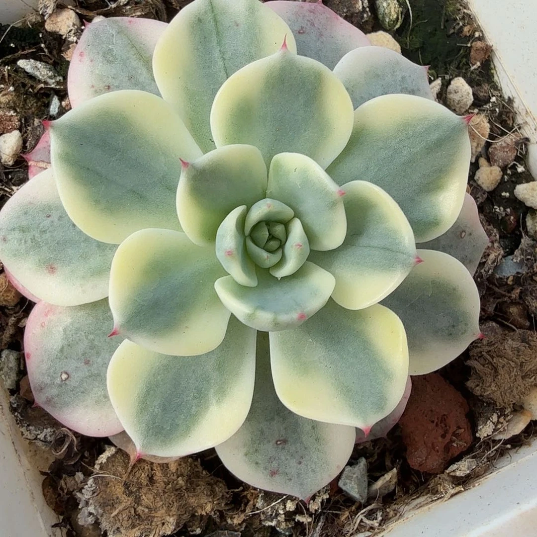 娜娜小沟锦，多肉植物