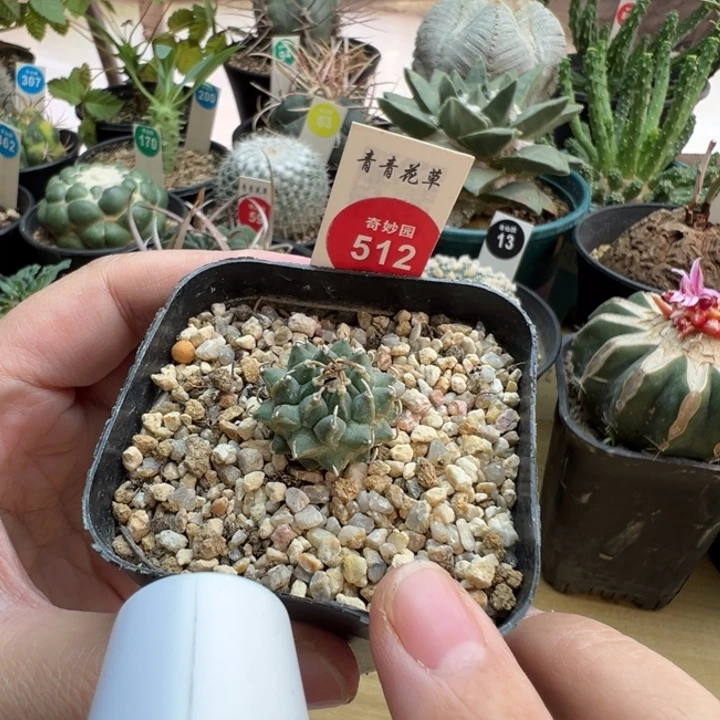 实生安德森娇丽2.2cm一棵仙人球