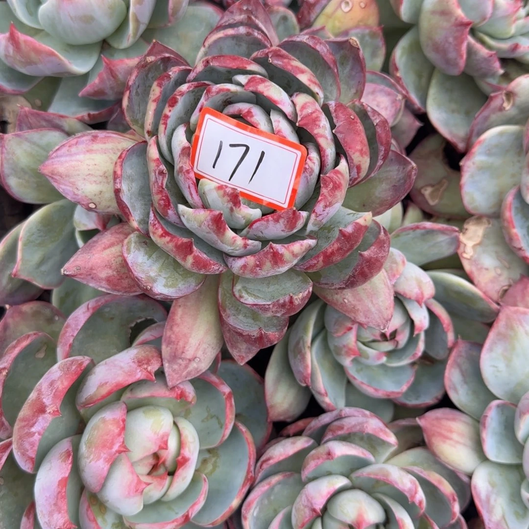 171