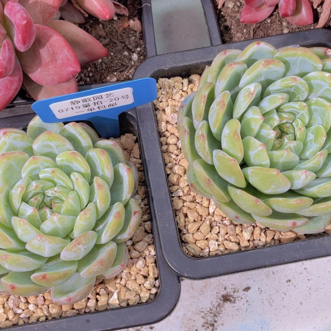 0715-20-雪花珍妮大单