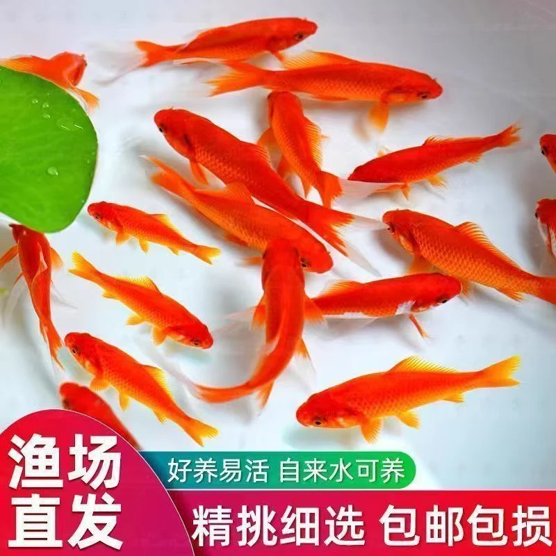 【烈焰红草金7条】8-10公分冷水观赏鱼好养耐活