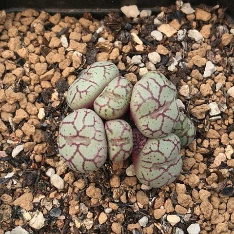 多肉肉锥 紫纹姬