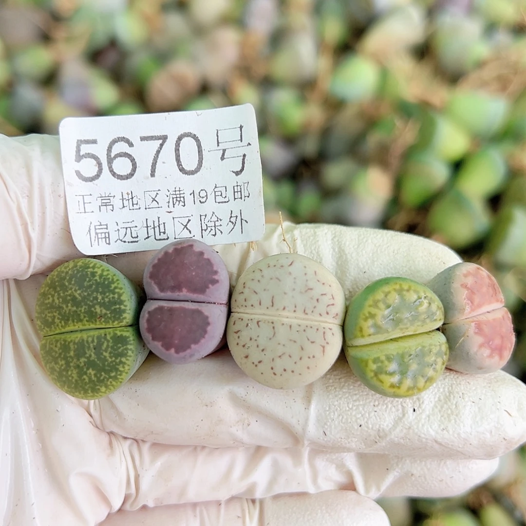 5670 好养易活生石花大母本30个1.5-2cm
