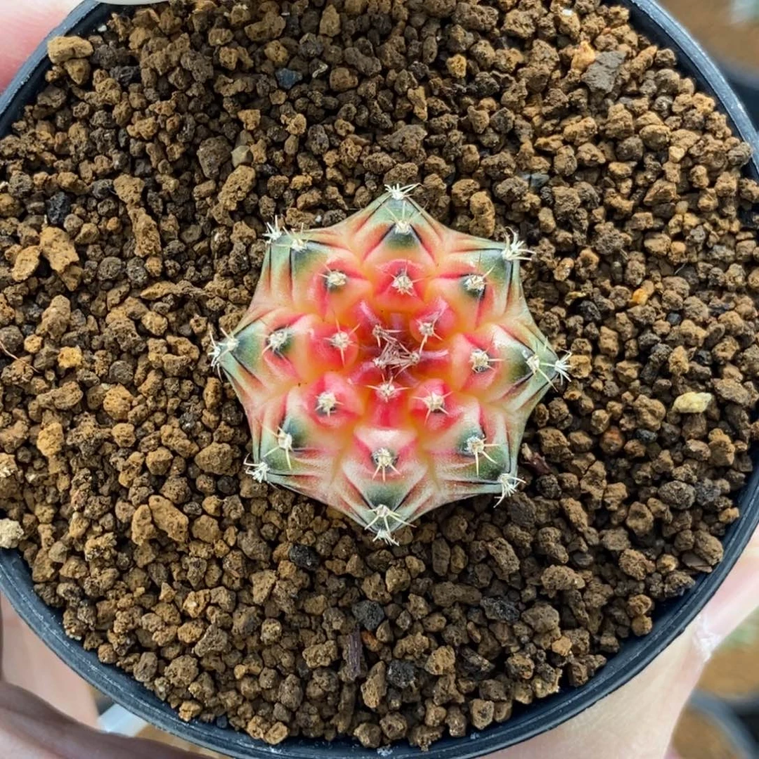 穹顶轮回0000000013